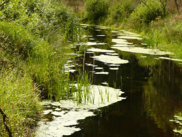 Rzeczka w lesie w Jeleniu, 19.07.2008