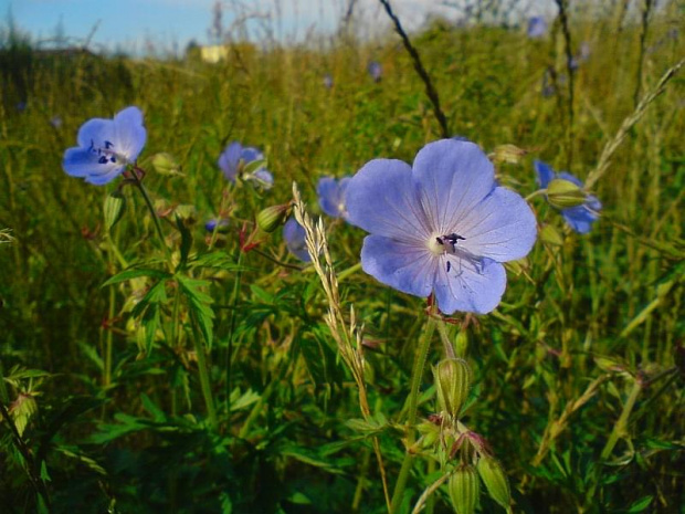 Bodziszek łąkowy - Geranium pratense