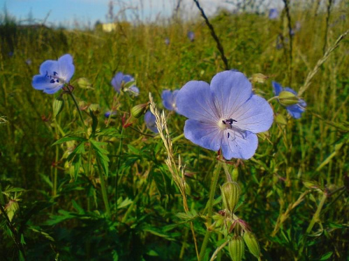 Bodziszek łąkowy - Geranium pratense