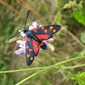 Kraśnik goryszowiec - Zygaena ephialtes . Data : 18.07.2008. Miejscowość : Piaski Wielkopolskie .