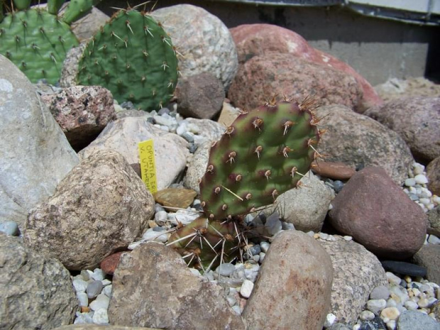 Opuntia erinacea v. utahensis