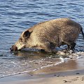 Krynica Morska-Dziki plażują czyż nie są słodziutkie ;)