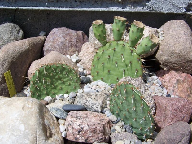 Opuntia phaecantha v. camanchica