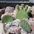 Opuntia phaecantha v. camanchica