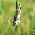 Eucosma metzneriana . Data : 01.06.2008. Miejscowość : Piaski Wielkopolskie .