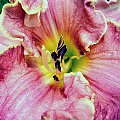 Darla Anita #liliowiec #liliowce #kwiaty #ogrod #przyroda #piekno