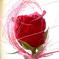 wśród 5 tysięcy róż znajdziesz tę jedną, wyjątkową, i kochając ją nie raz poczujesz jej kolce na swym sercu #róża #kwiaty
