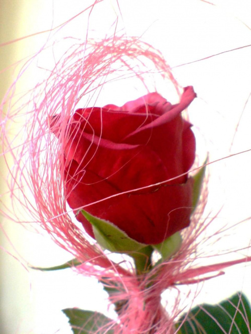 wśród 5 tysięcy róż znajdziesz tę jedną, wyjątkową, i kochając ją nie raz poczujesz jej kolce na swym sercu #róża #kwiaty
