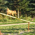 trening agility 29 07 08 foto: Agafig