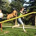 trening agility 29 07 08 foto: Agafig