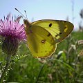 Szlaczkoń siarecznik - Colias hylae . Data : 31.07.2008. Miejscowość : Talary .