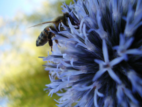 PSZCZÓŁKA #PszczółkaNaKwiaciołki