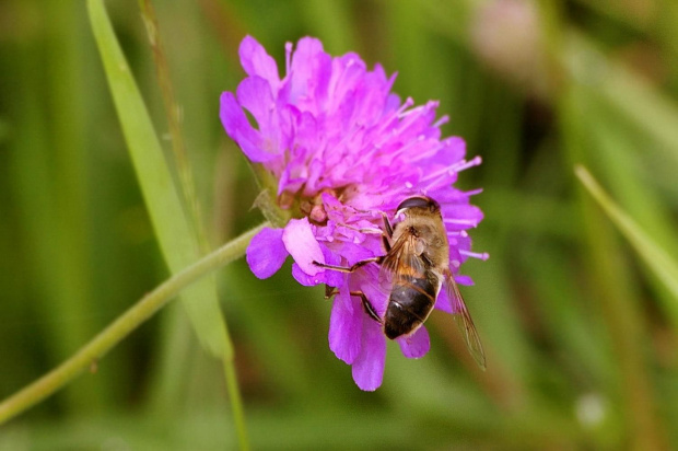 Kwiatki, owady, czyli to czym łąka stoi. #Macro