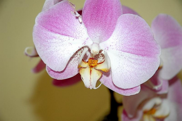 Phalaenopsis