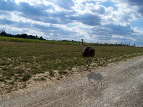 Bałtów 6.08.2008