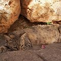 Jelsa.....leniwy kot #chorwacja #kot #wakacje #jelsa #hvar