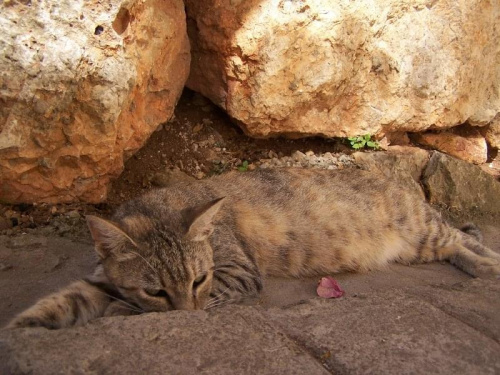 Jelsa.....leniwy kot #chorwacja #kot #wakacje #jelsa #hvar