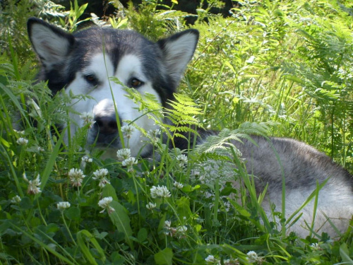 masza z howerli #alaskan #malamute