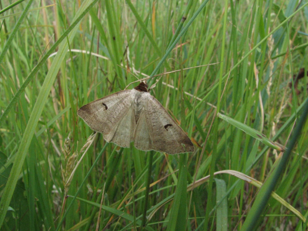 #motyl