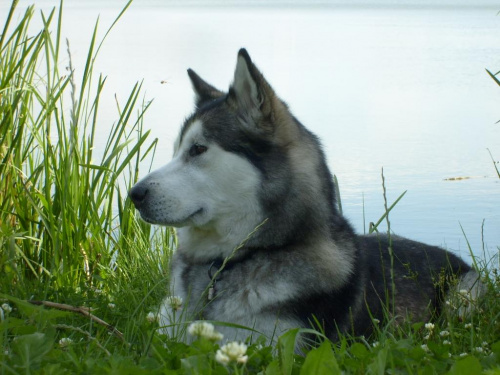 masza z howerli #MASZA #MASZAZHOWERLI #ALASKANMALAMUTE