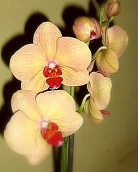 phalaenopsis