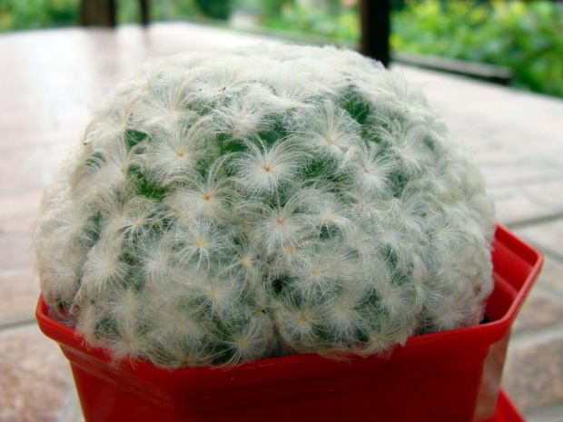 Mammillaria plumosa