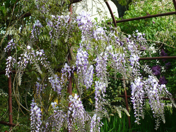 Wisteria-Glicynia