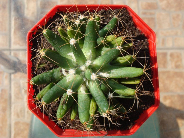 Mammillaria longimamma