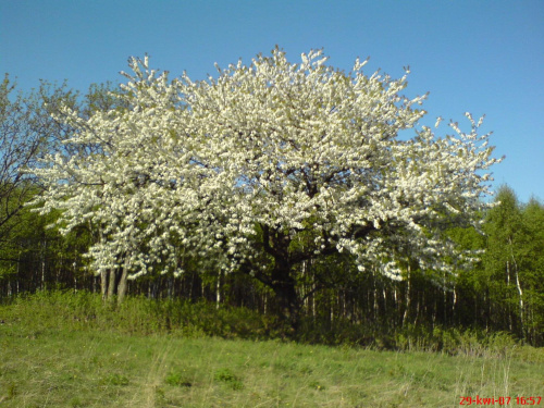 wiosna #przyroda #jodłów #drzewa