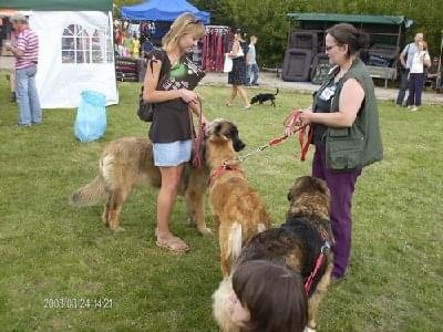 #leonberger #AptekaNatury