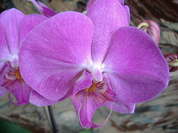 Phalaenopsis