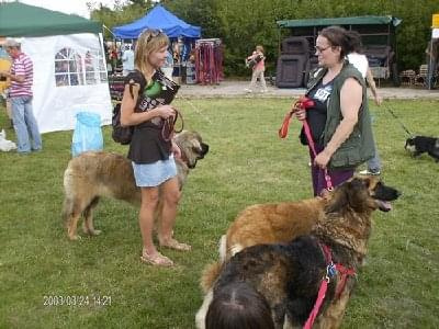 #leonberger #AptekaNatury