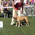 wystawa psów gdynia 2007