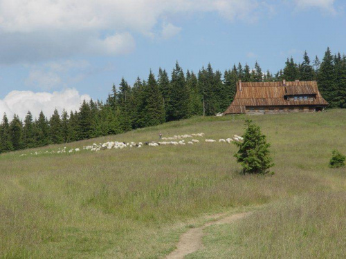 Wypas owiec i chatka AR na Hali Długiej #góry #gorce