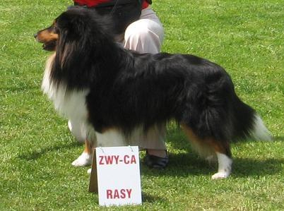 #NowyTargWystawaPsyMeritSheltie