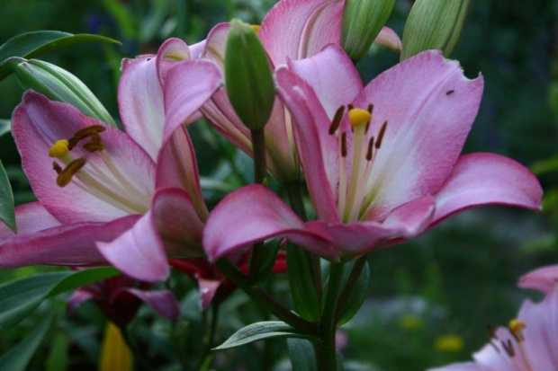 lilia #ogród #kwiaty