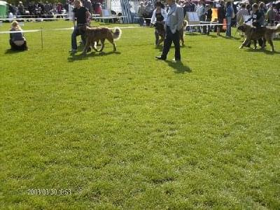 #leonberger #AptekaNatury