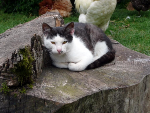 wiejski kotek na moim wiejskim podwórku #kotek #wieś #podwórko