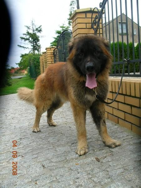 leonberger