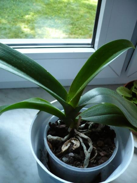 Phalenopsis