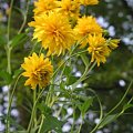 Rudbeckia laciniata 'Golden Glow' (Rudbekia naga)