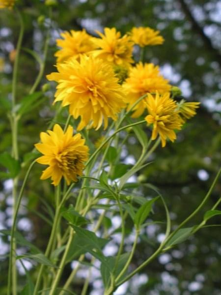 Rudbeckia laciniata 'Golden Glow' (Rudbekia naga)