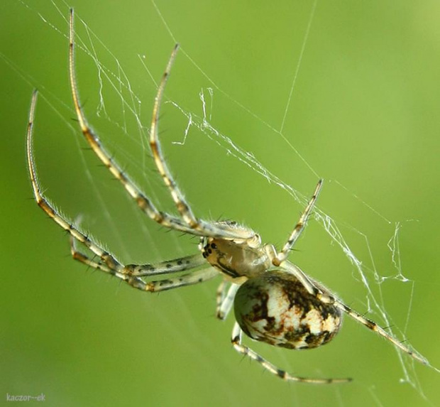 #pająk #pajęczyna #przyroda #macro