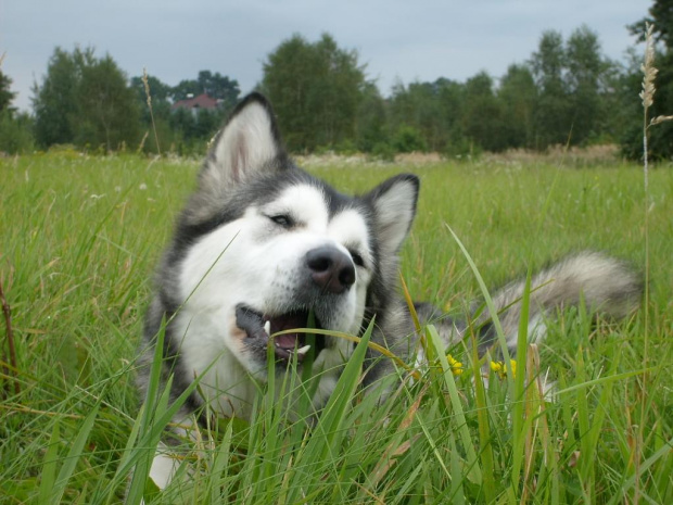 Masza z Howerli #masza #MaszaZHoiwerli #AlaskanMalamute