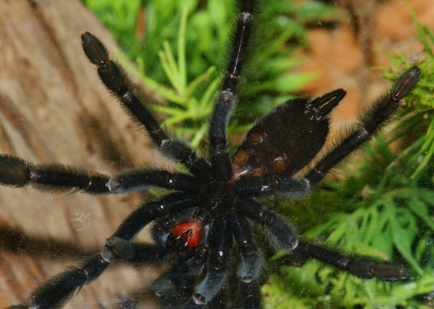 P. Irminia L9