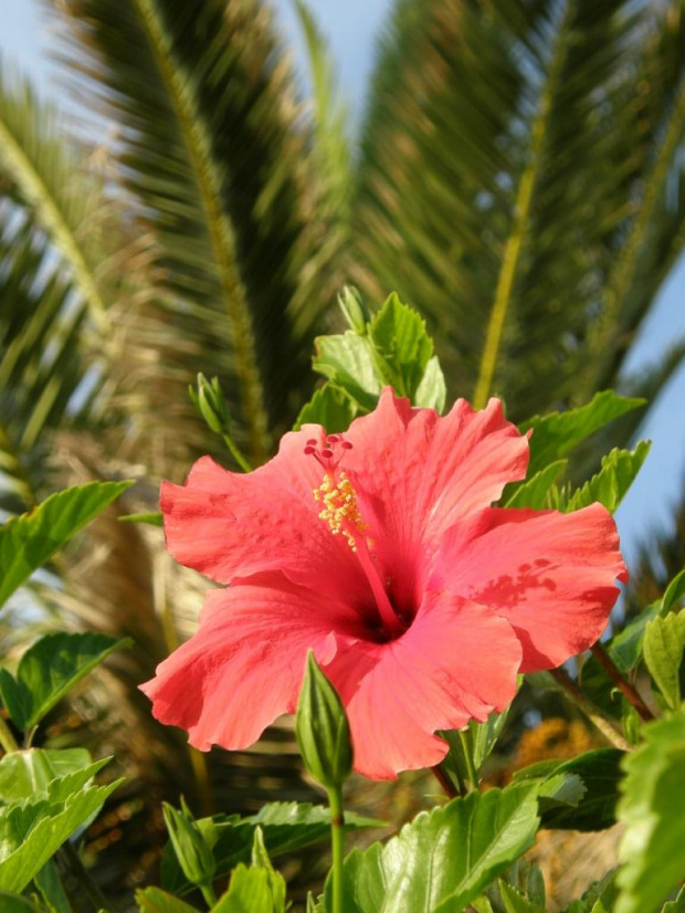 #hibiskus #RoczykaChinska #kwiaty #palma #lato