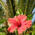 #hibiskus #RoczykaChinska #kwiaty #palma #lato