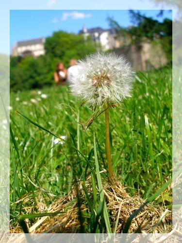 Zdjęcia z Luksemburgu. #bez #MniszekLekarski #kwiat #flora #natura
