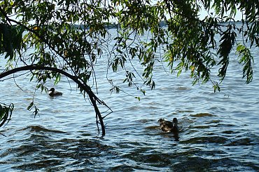 zalew zegrzyński-białobrzegi #zalew #zegrzyński #białobrzegi #kaczka #ptak