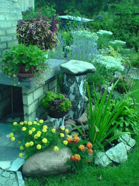 #ogród #rośliny